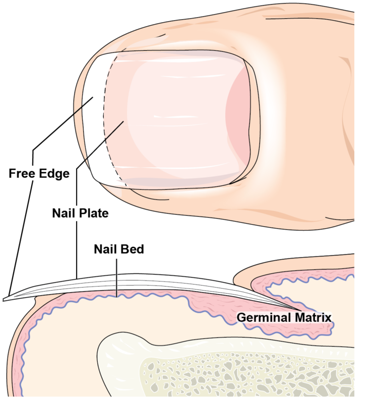 The Window of Detection When Using Fingernail Clippings For Drug ...